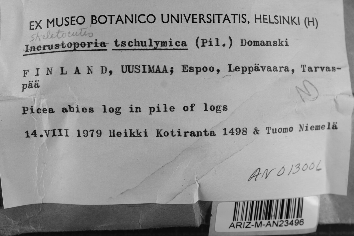 Skeletocutis tschulymica image