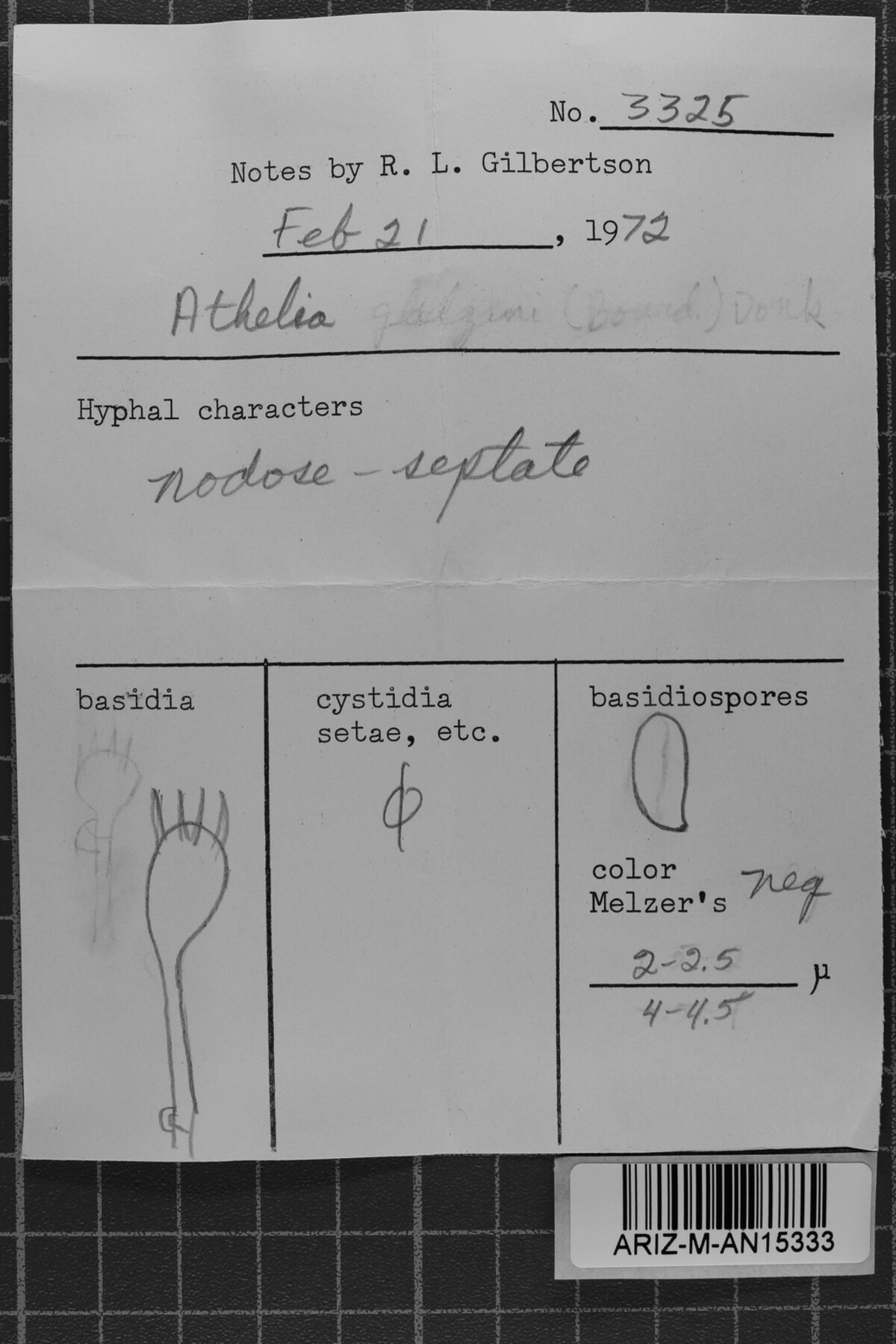 Leptosporomyces image