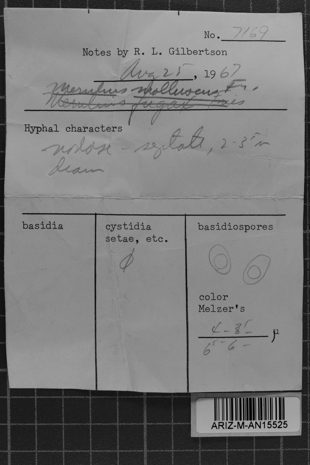 Leucogyrophana pseudomollusca image