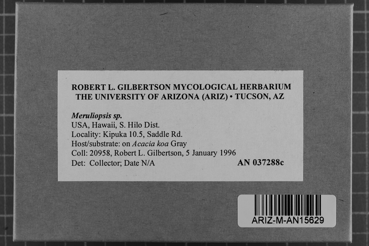 Meruliopsis image