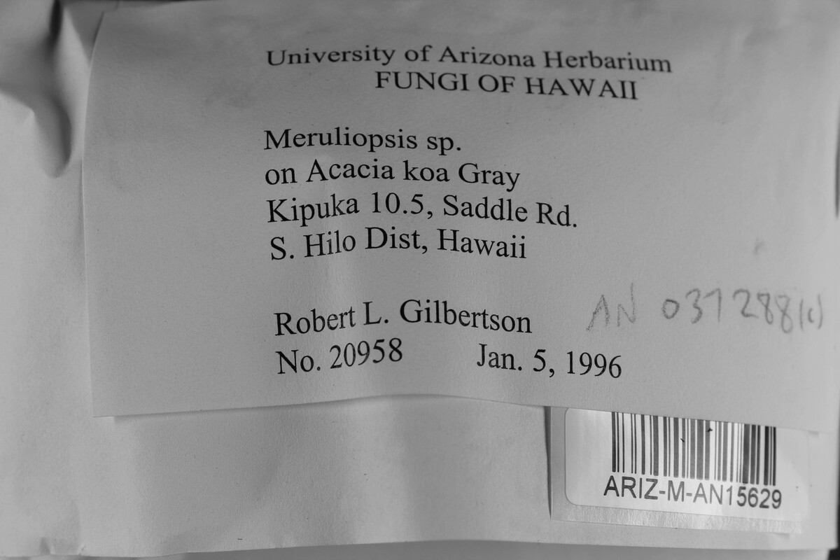 Meruliopsis image