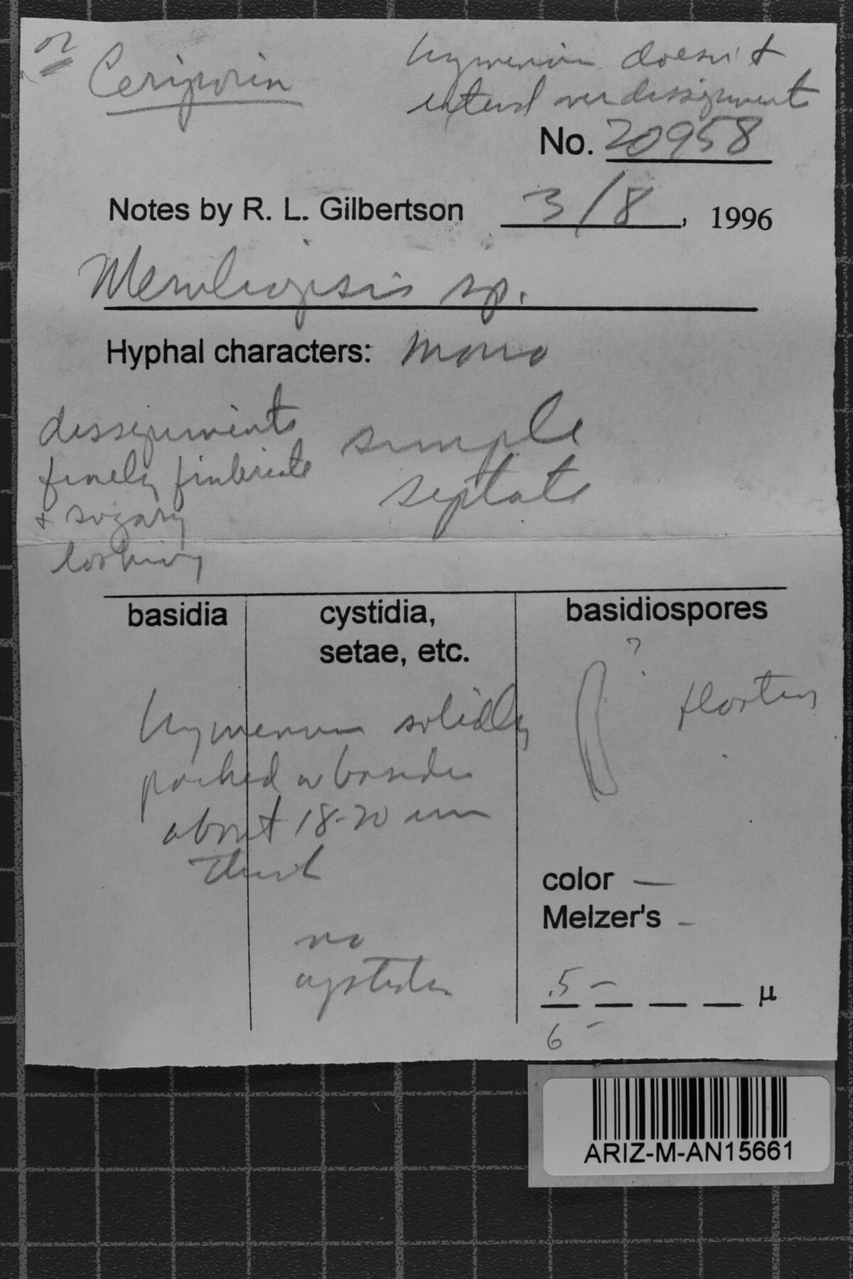 Meruliopsis image