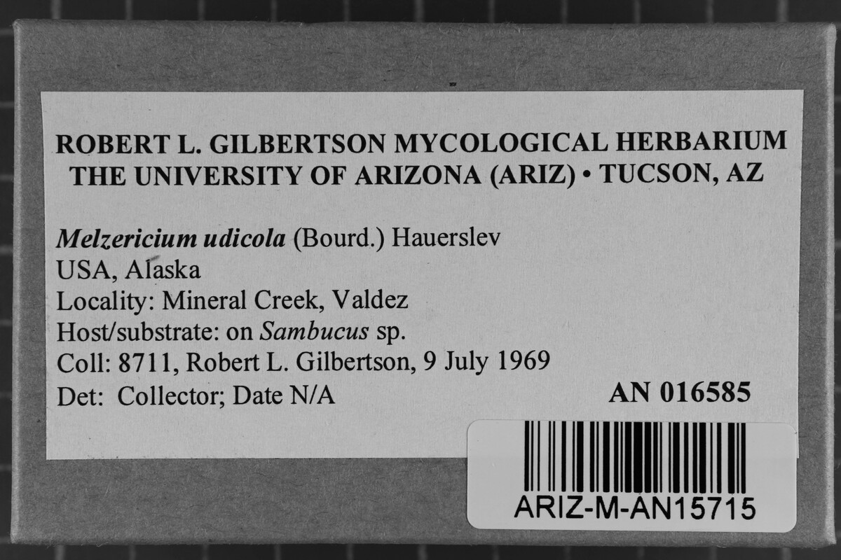 Melzericium image