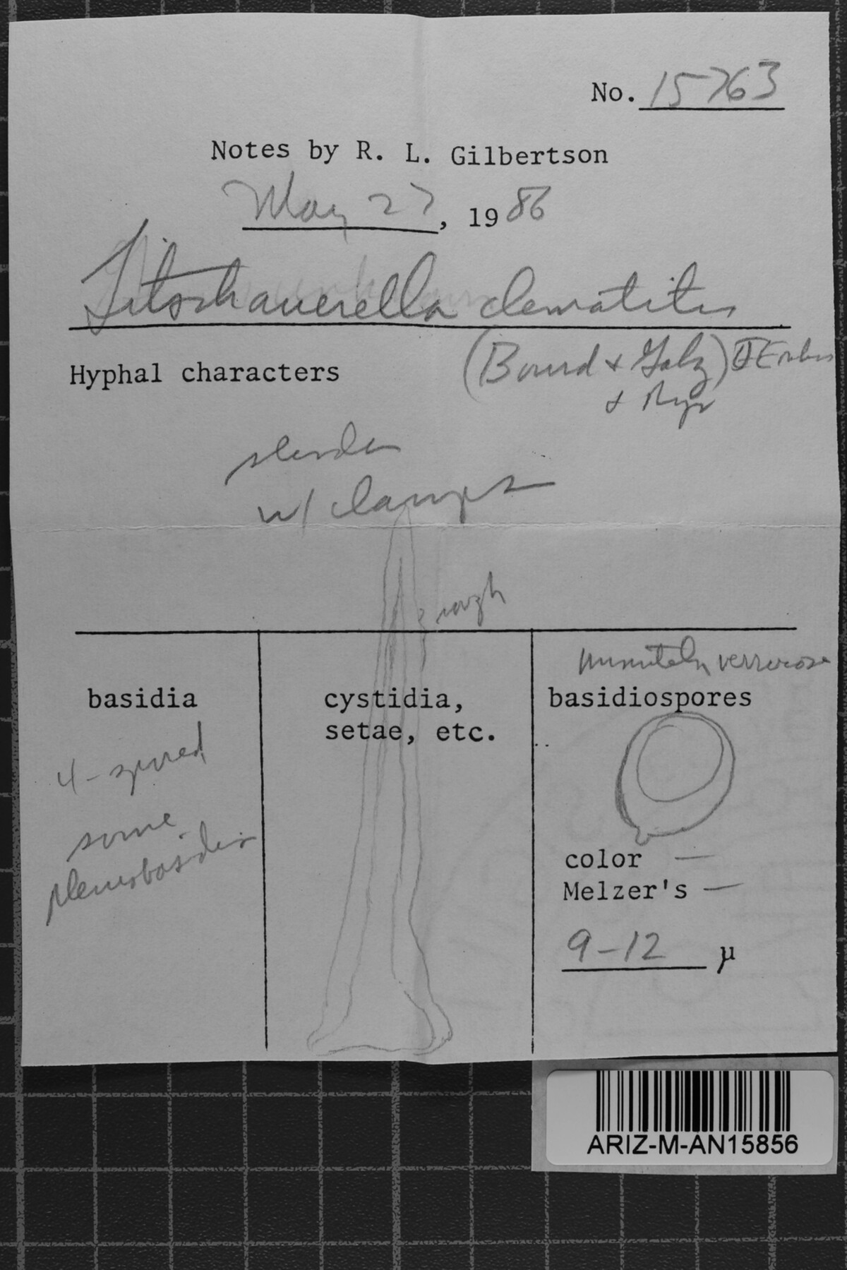 Litschauerella clematitis image