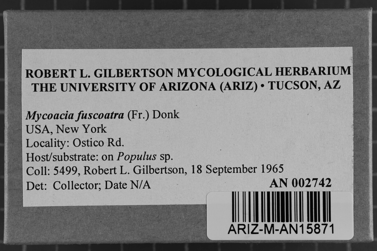 Mycoacia fuscoatra image