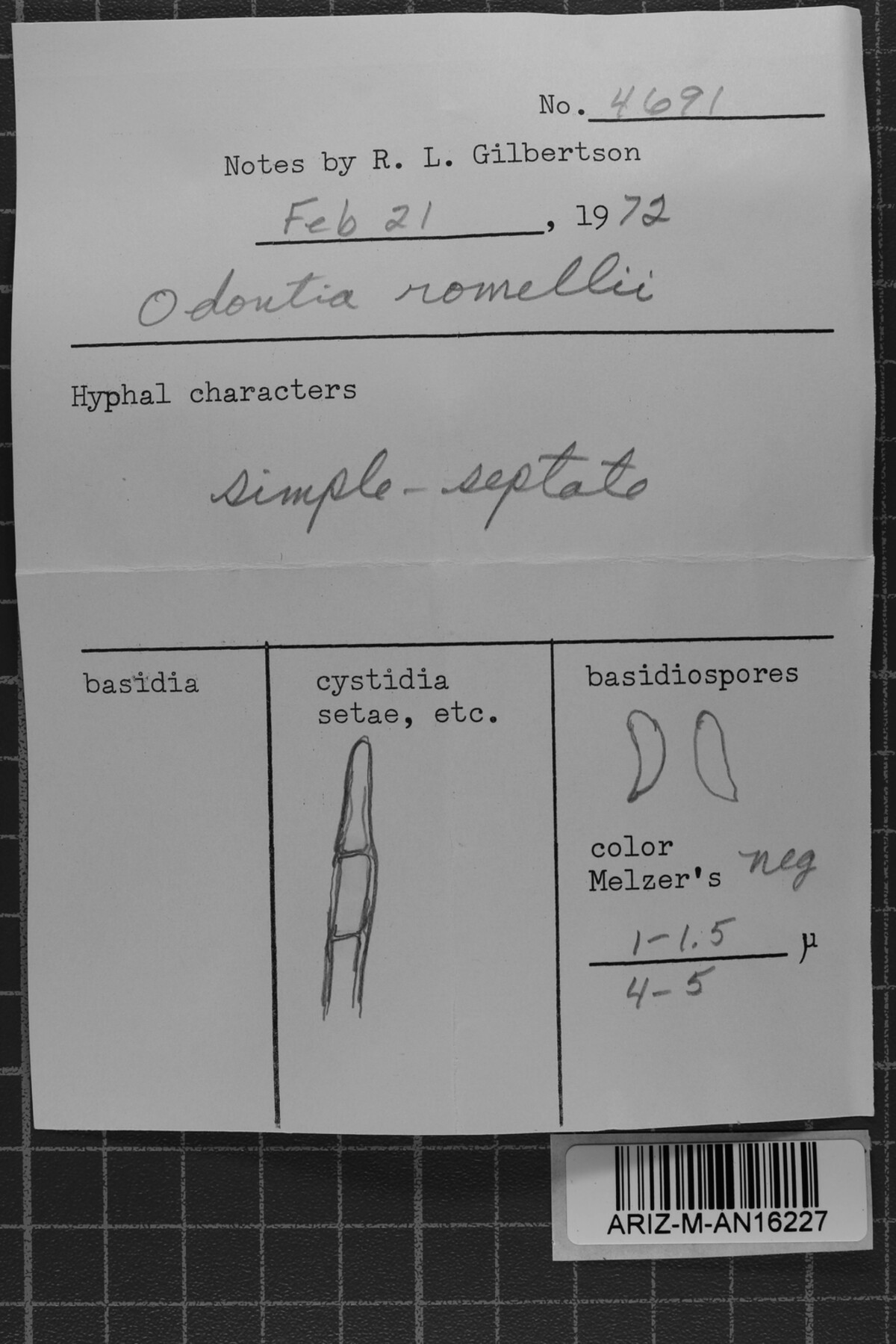 Odonticium image