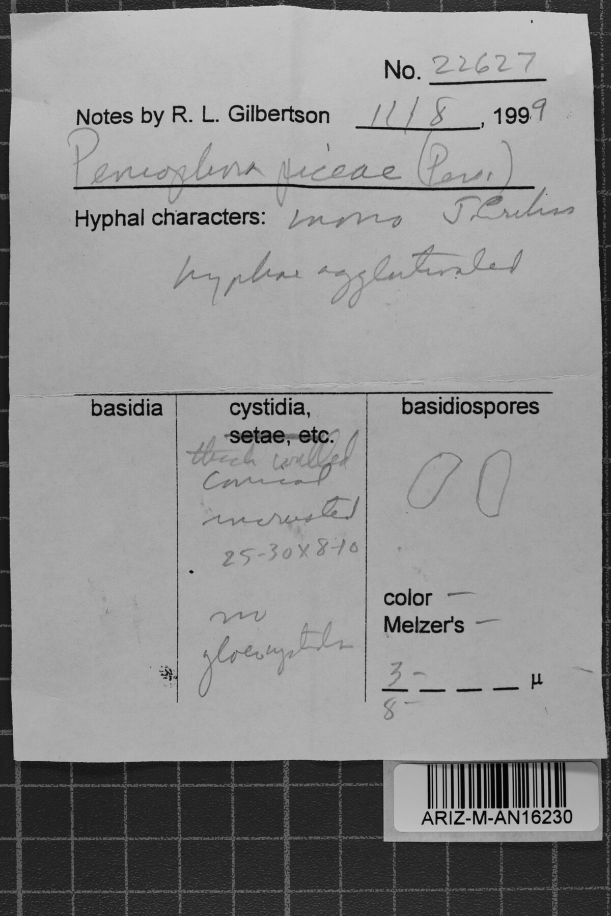 Peniophora piceae image