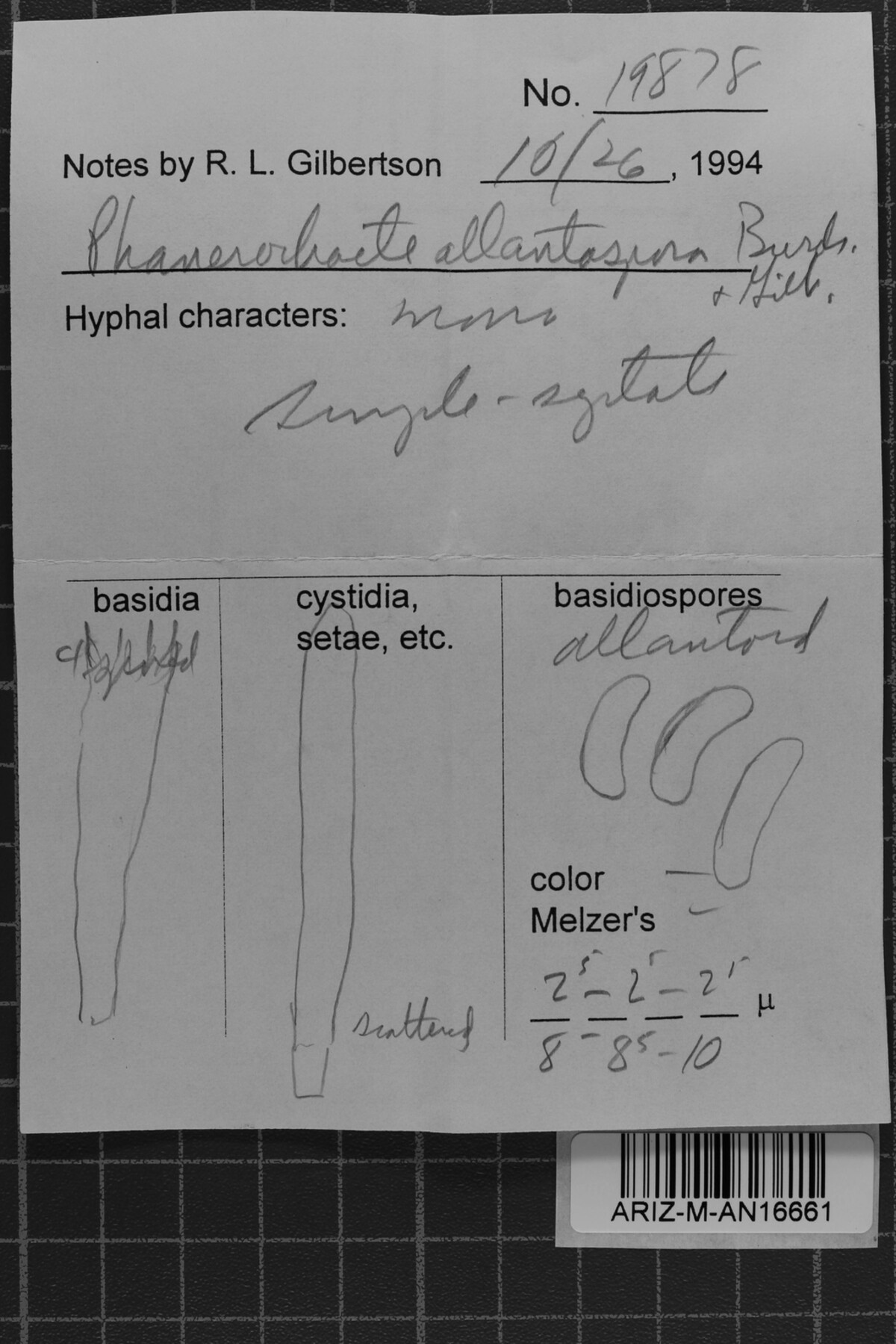Phanerochaete allantospora image