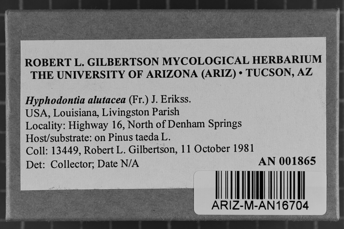 Alutaceodontia image