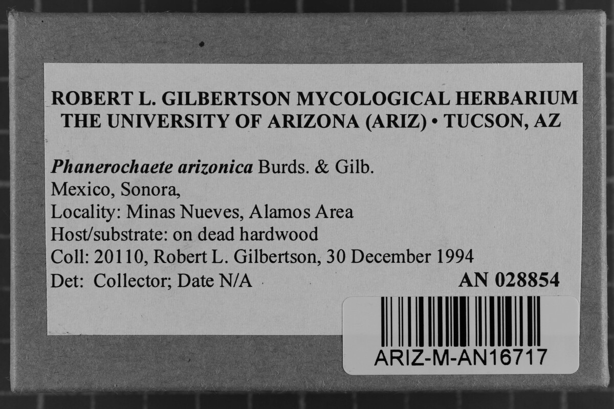 Phanerochaete arizonica image