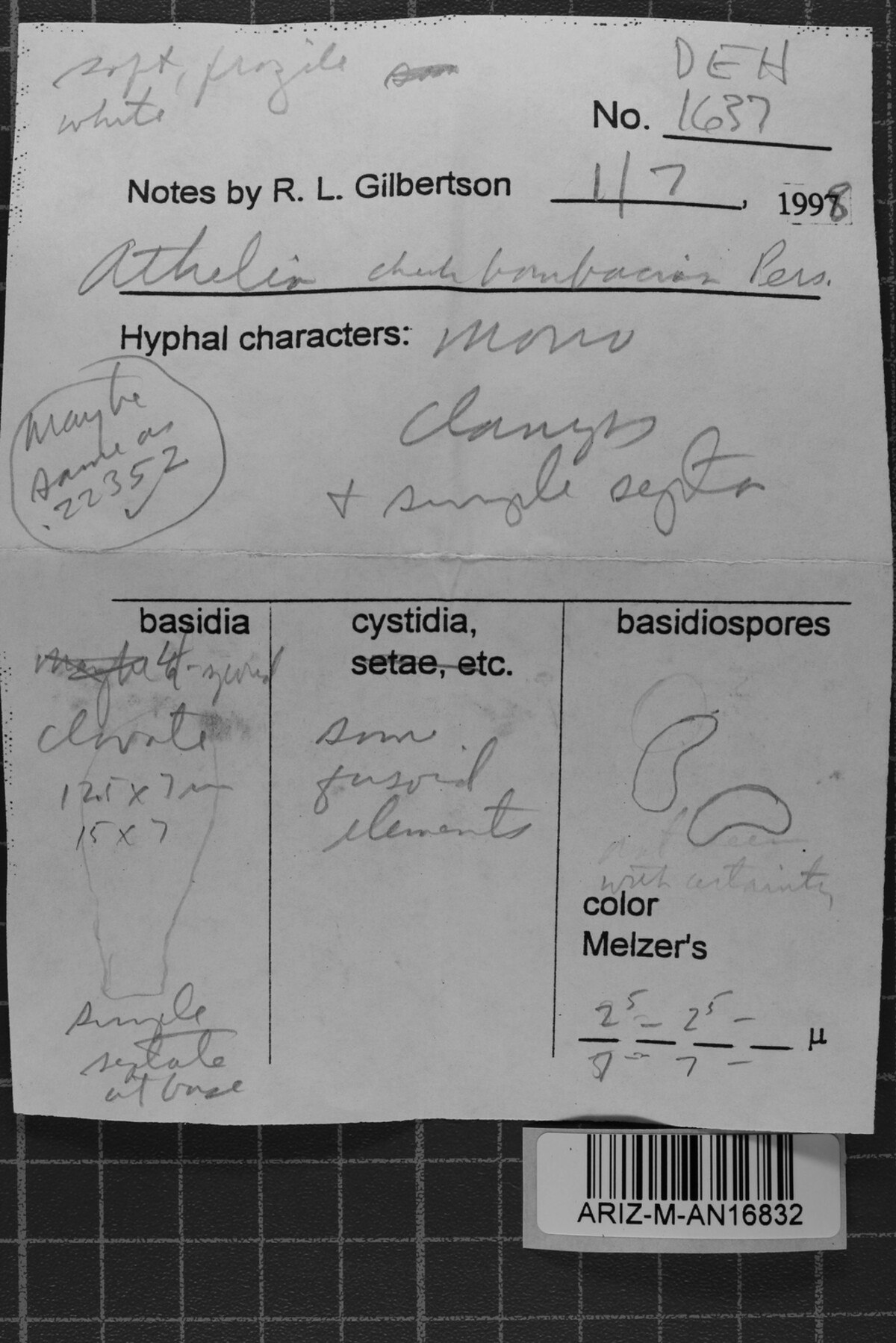 Phanerochaete crescentispora image