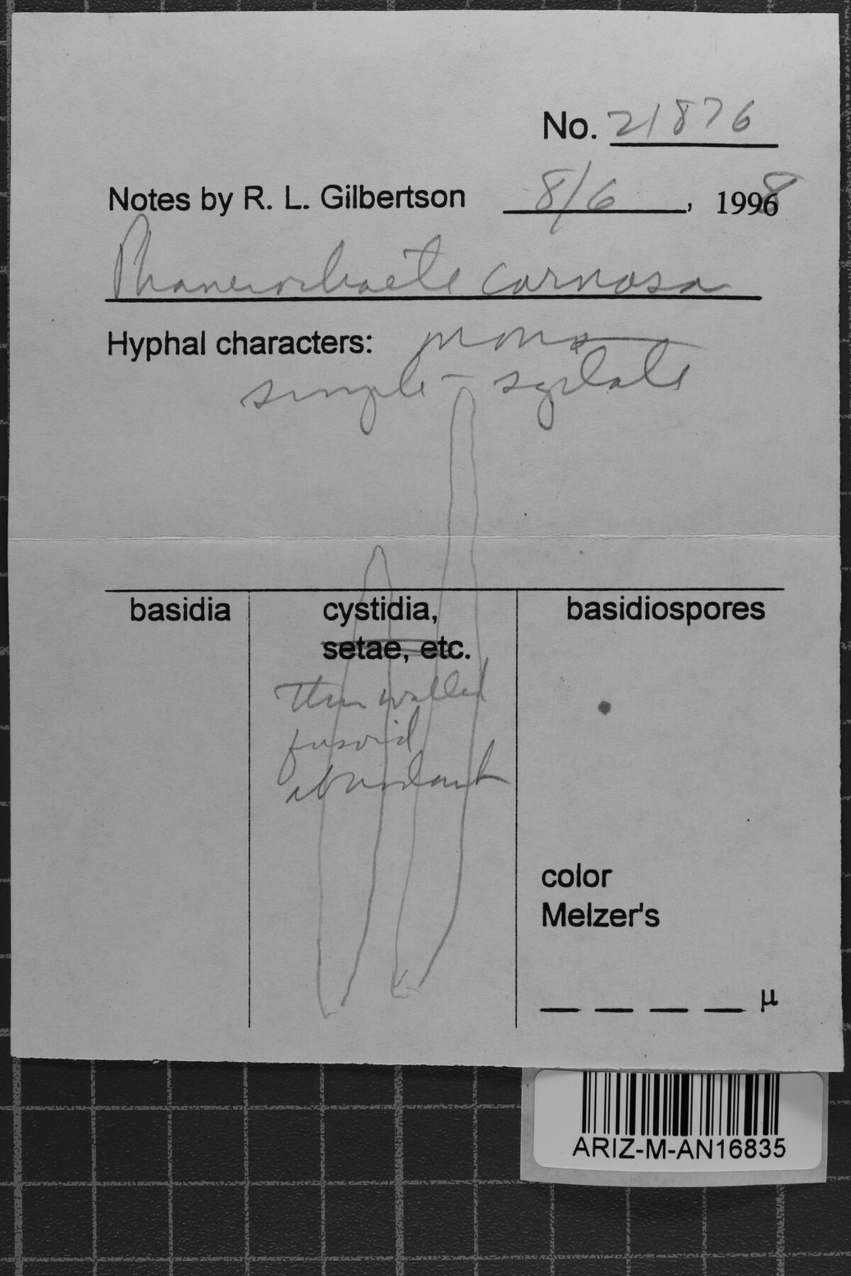Phanerochaete carnosa image