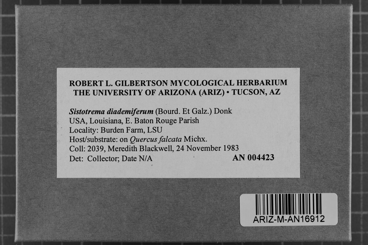 Sistotrema diademiferum image