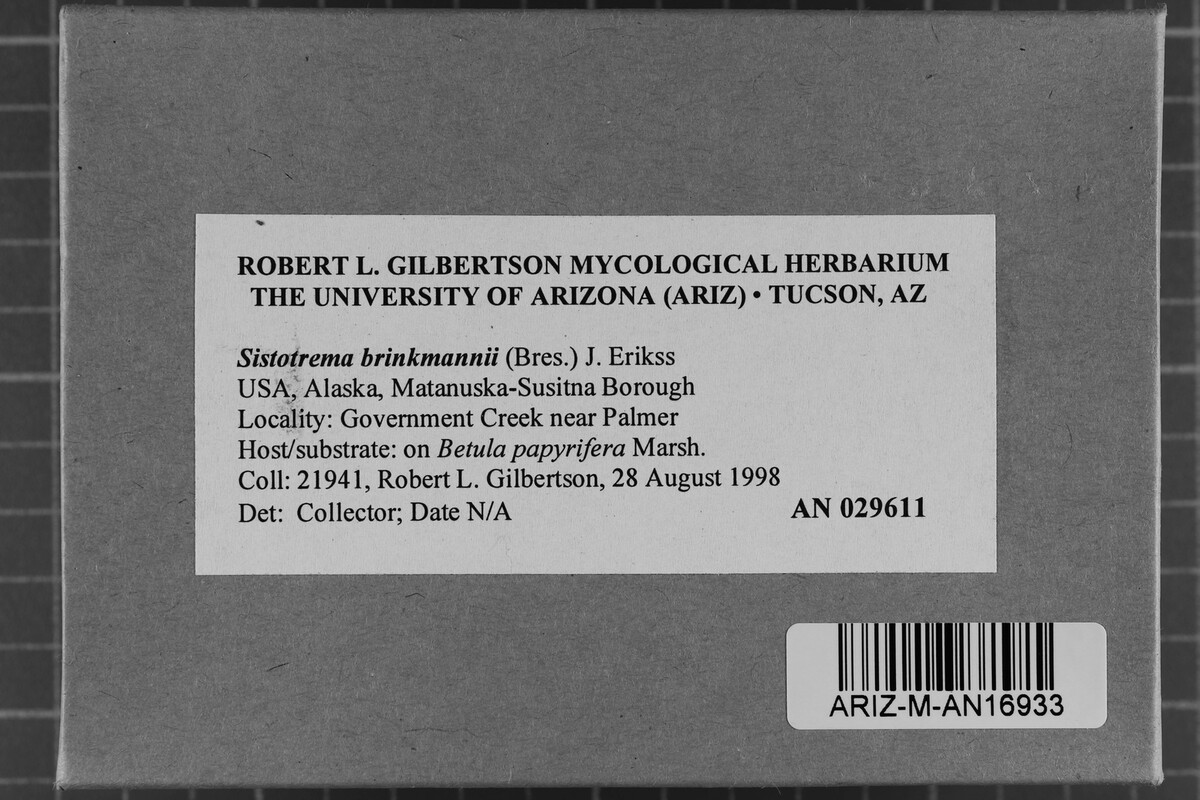 Sistotrema brinkmannii image
