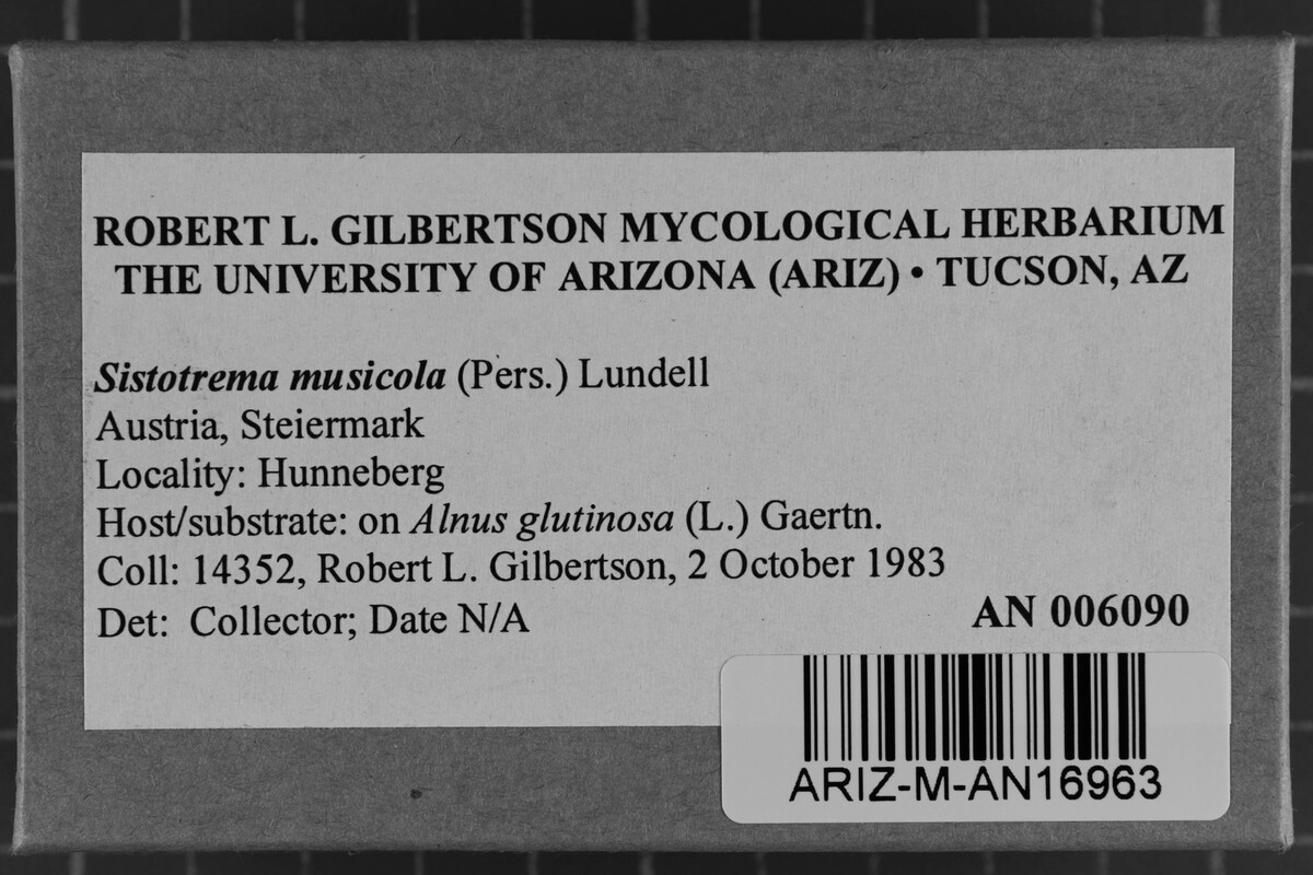 Sistotrema muscicola image