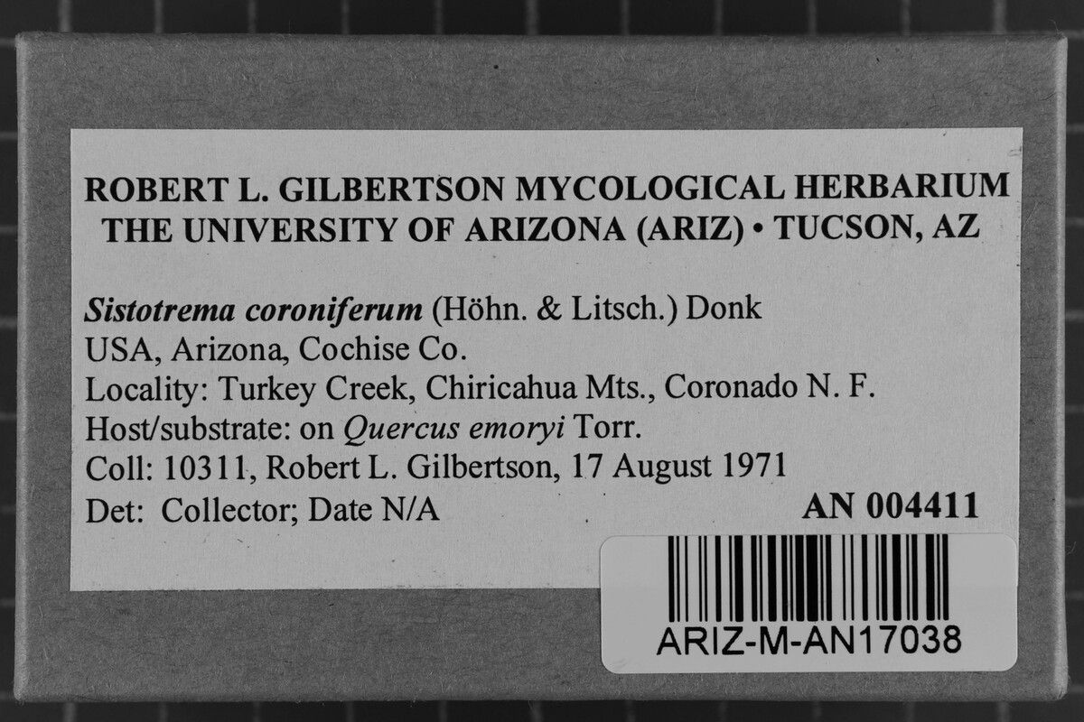 Sistotrema coroniferum image