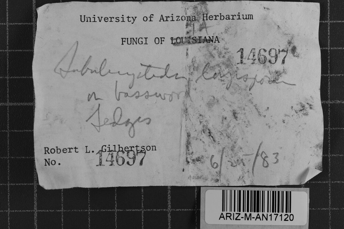 Subulicystidium longisporum image