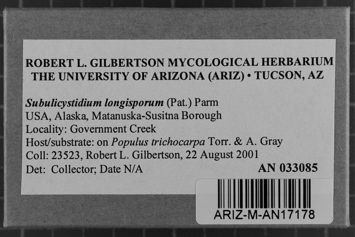 Subulicystidium image