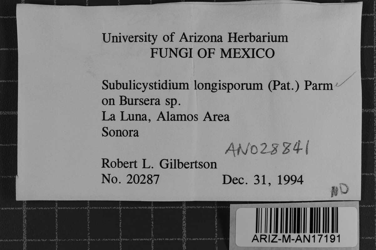 Subulicystidium longisporum image