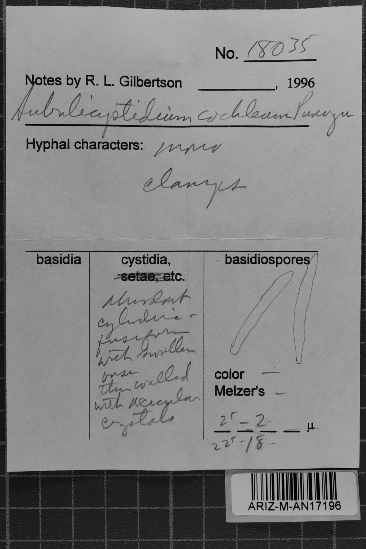 Subulicystidium cochleum image
