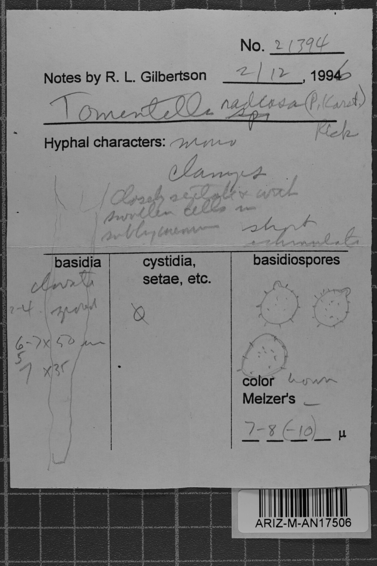 Tomentella radiosa image