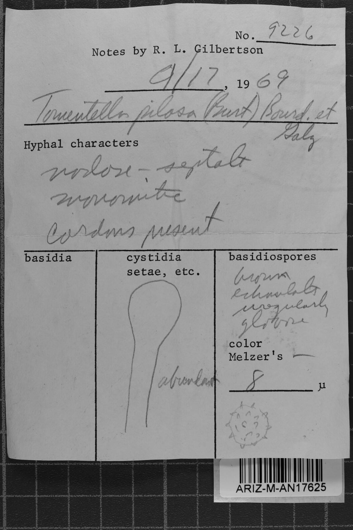 Tomentella pilosa image