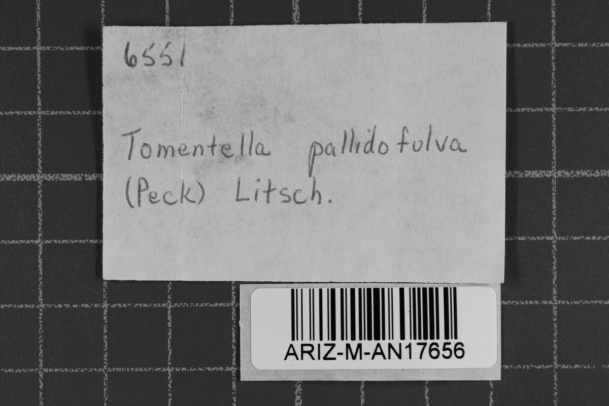 Tomentella bryophila image
