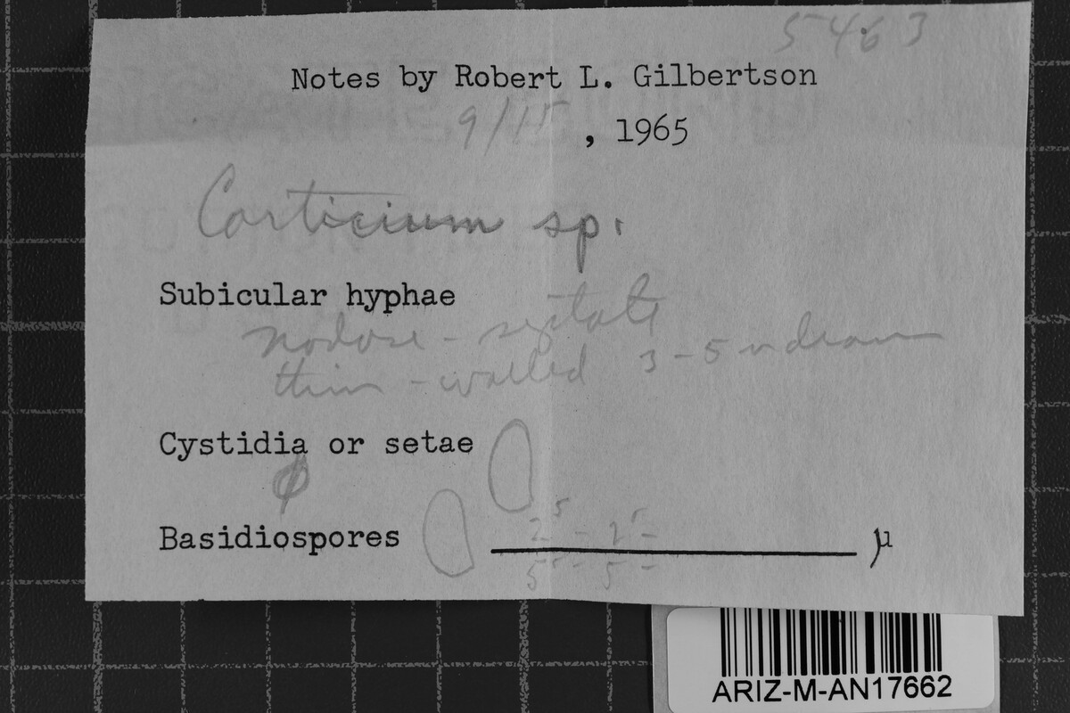 Sistotremastrum suecicum image