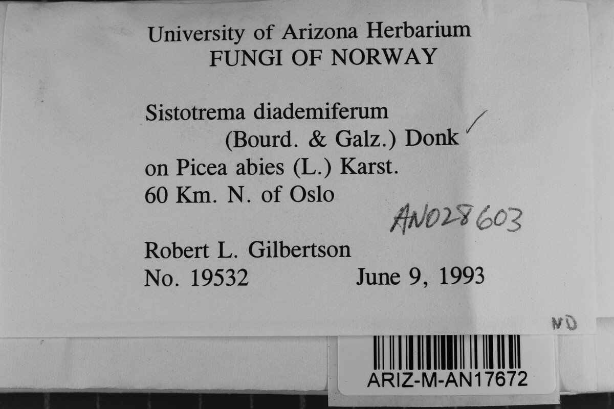 Sistotrema diademiferum image