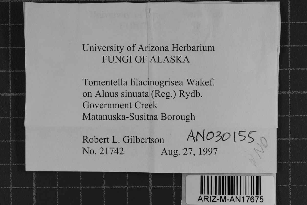 Tomentella lilacinogrisea image