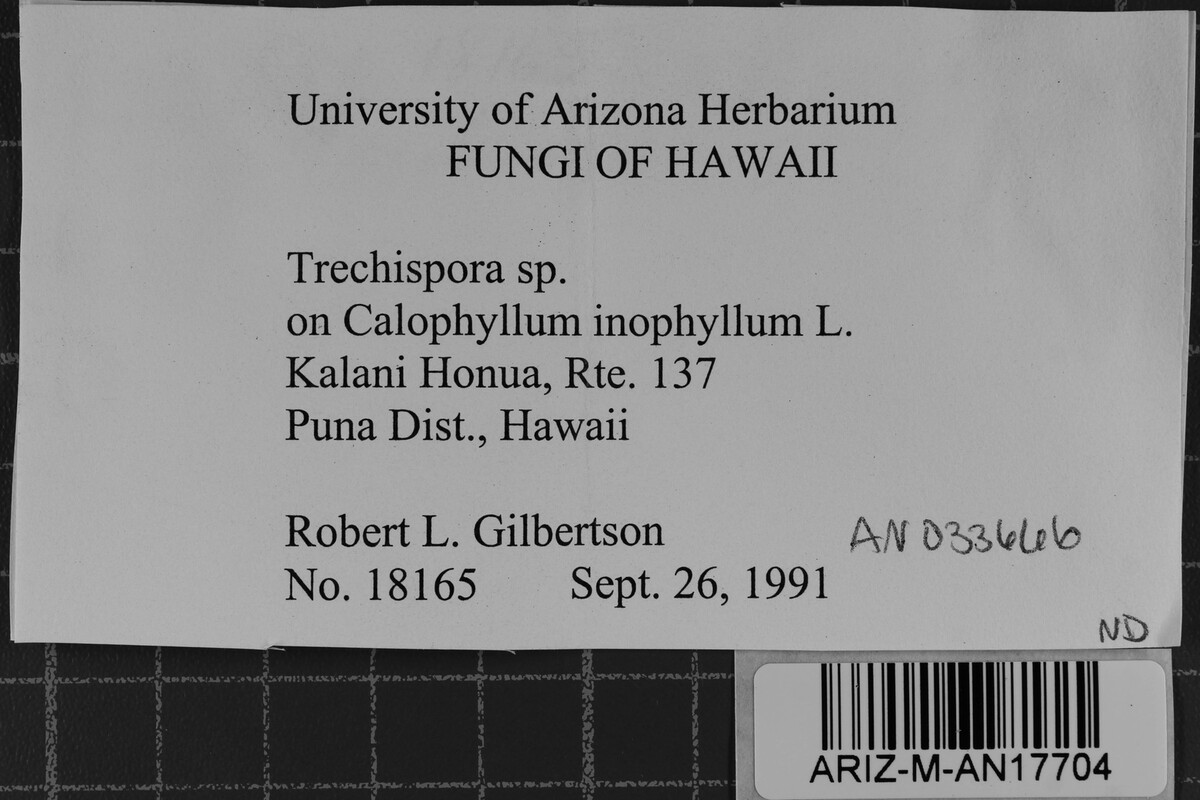 Trechispora image