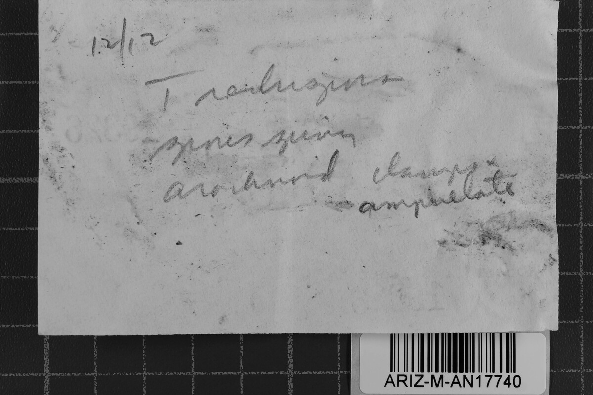 Trechispora image