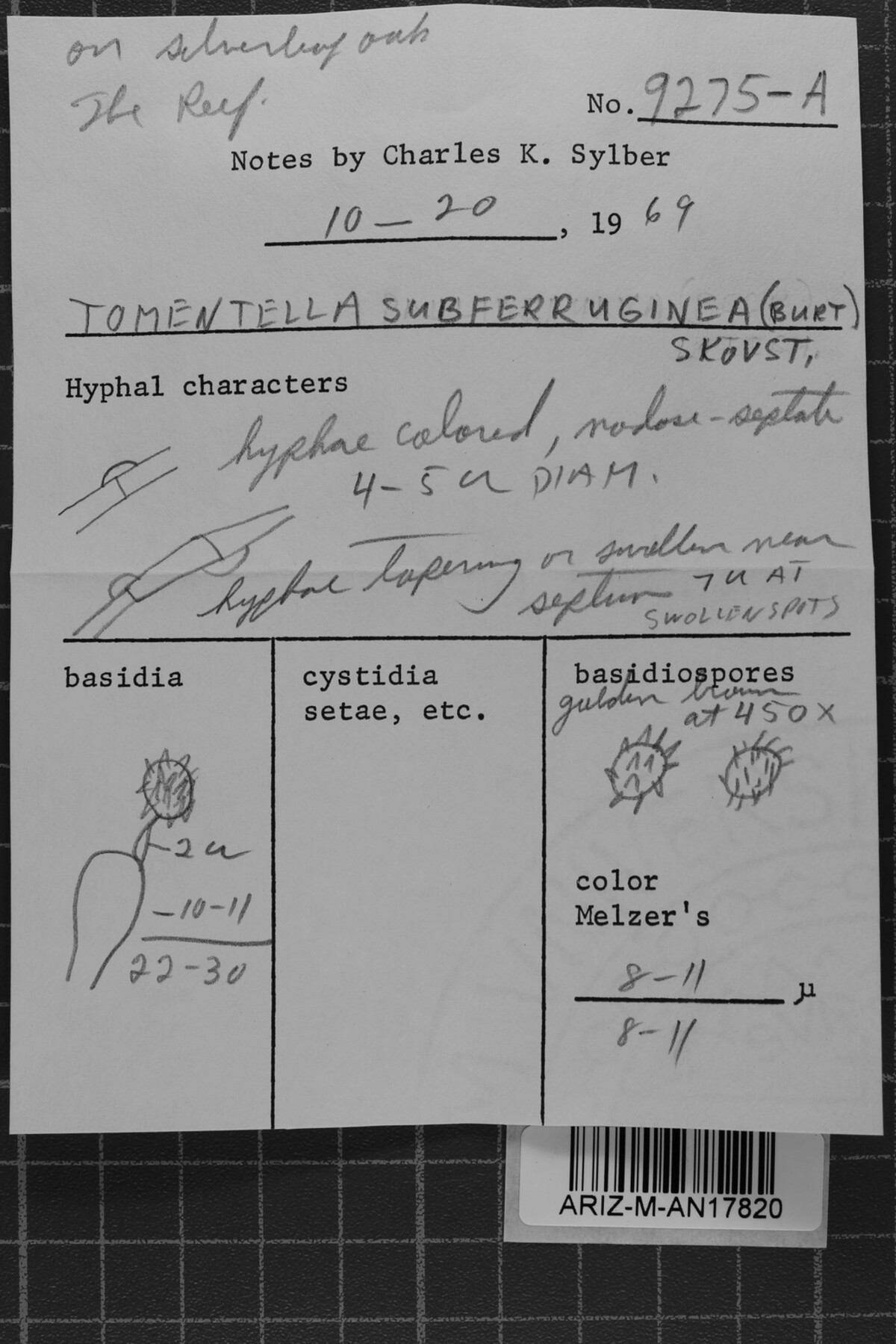 Tomentella bryophila image