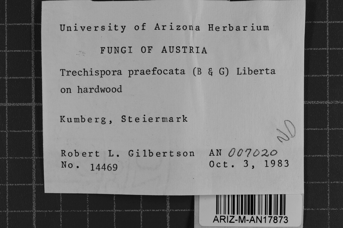 Trechispora praefocata image
