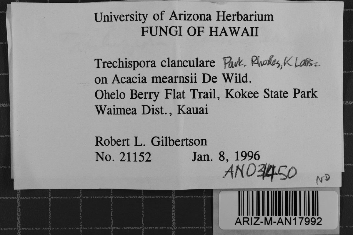 Trechispora clancularis image