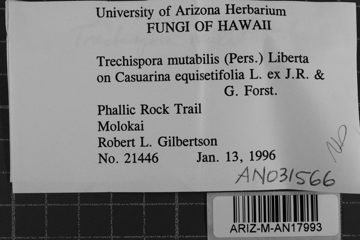 Trechispora mutabilis image
