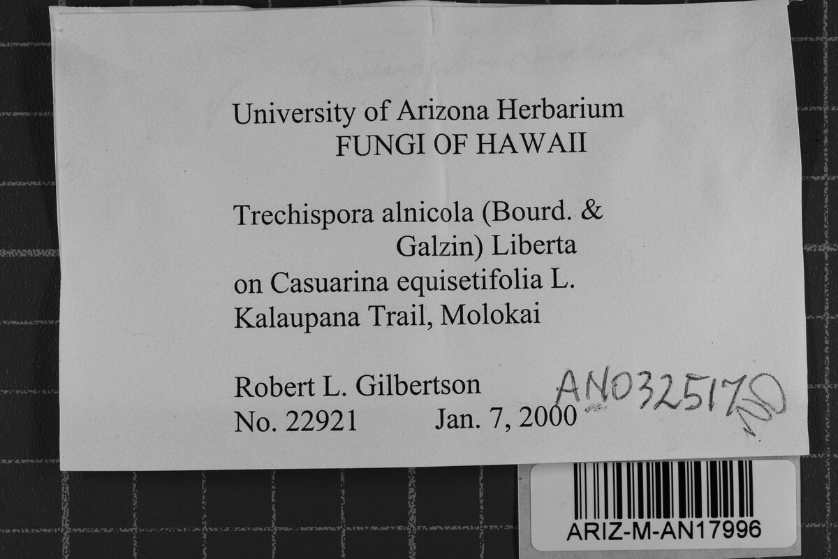 Trechispora alnicola image