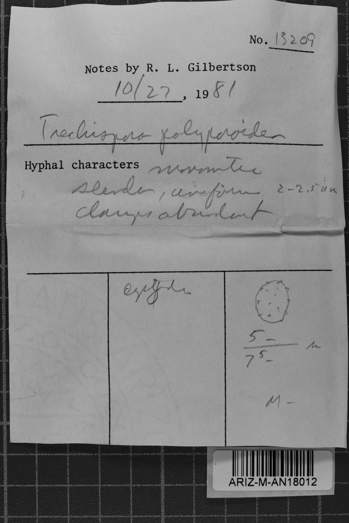 Phlyctibasidium polyporoideum image