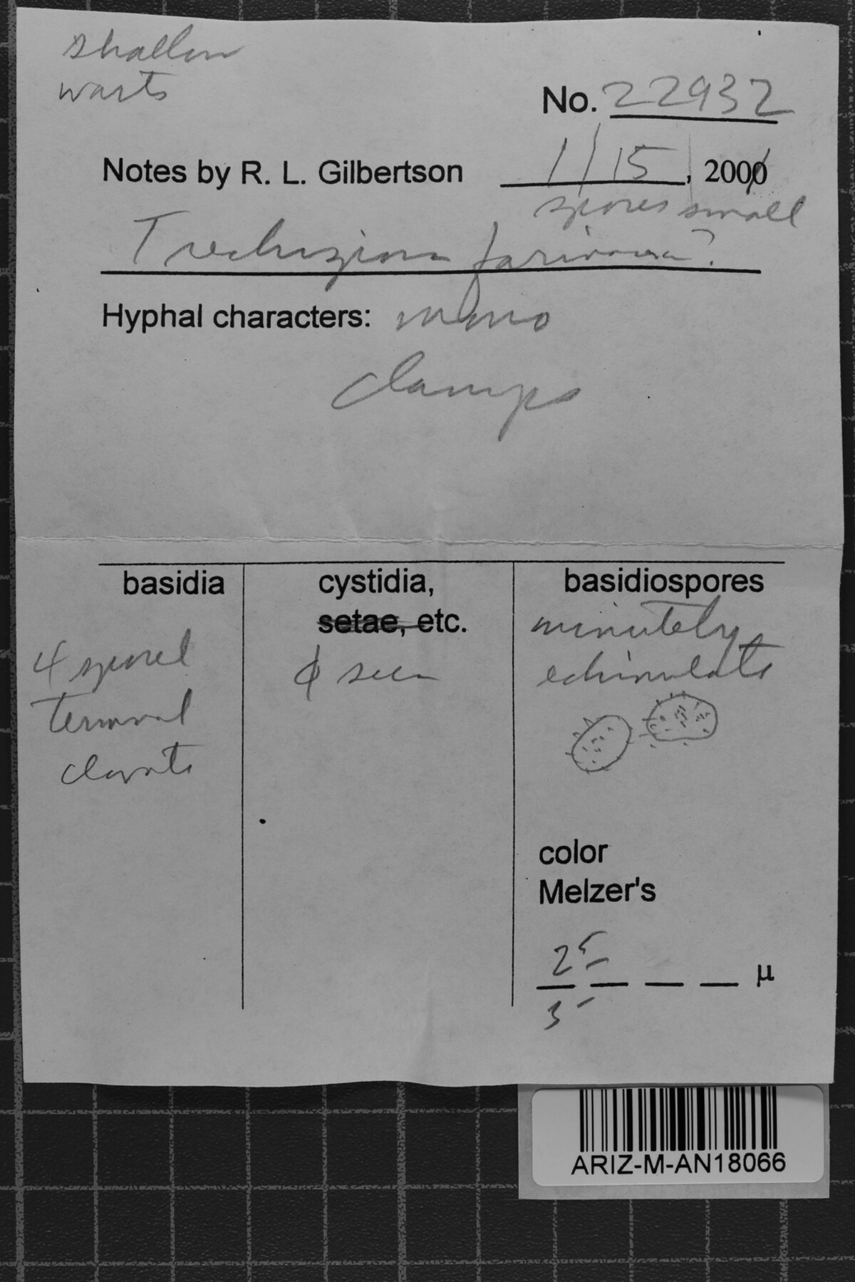 Trechispora image