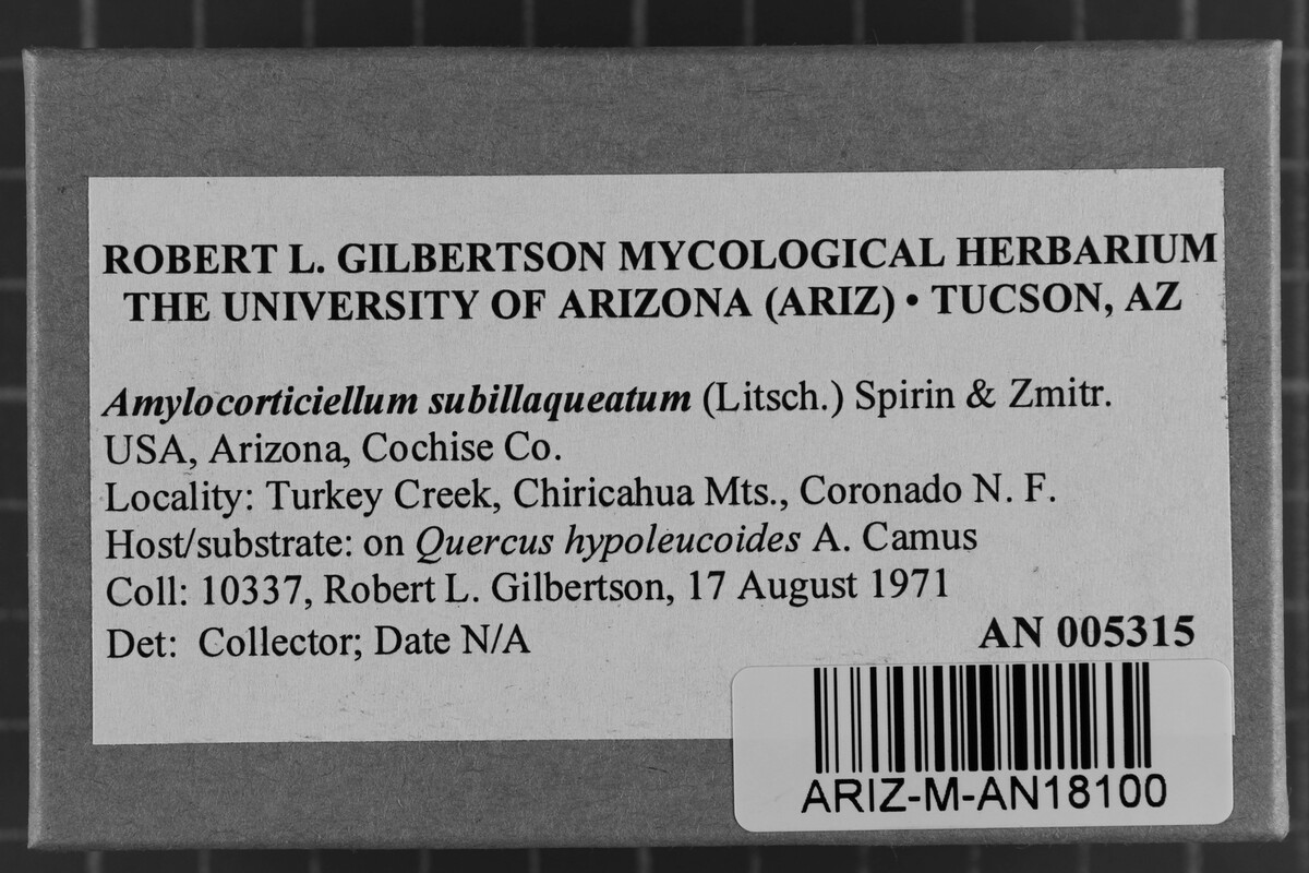Amylocorticiellum subillaqueatum image