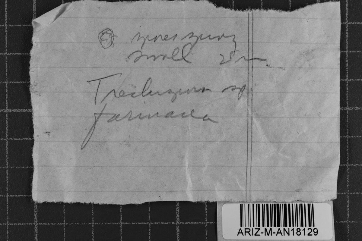 Trechispora image