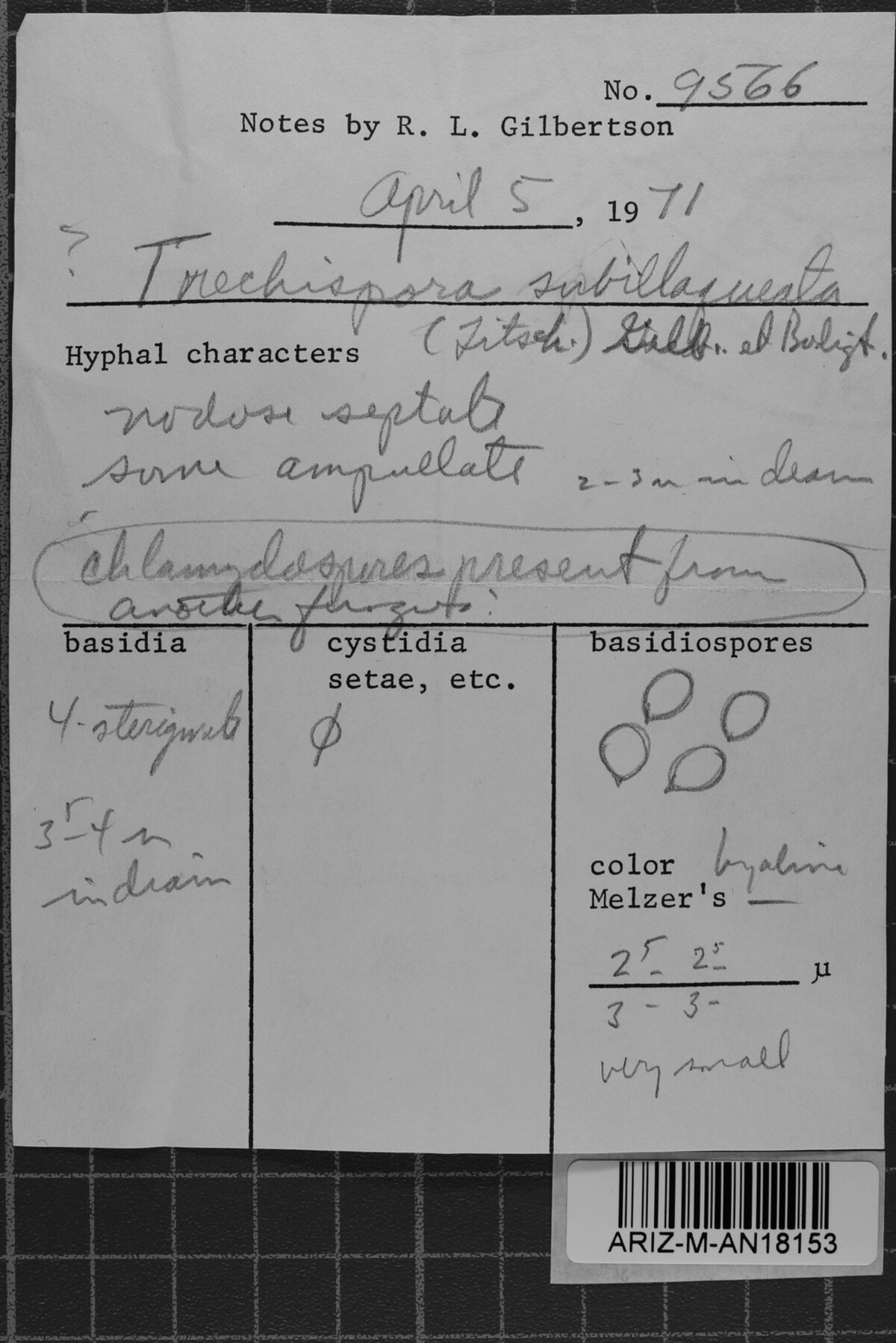 Amylocorticiellum subillaqueatum image