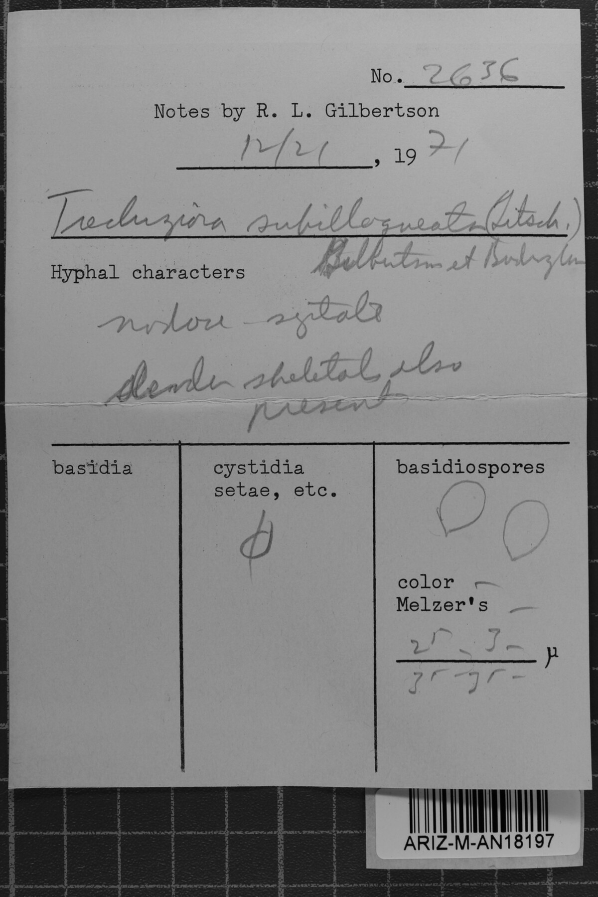 Amylocorticiellum subillaqueatum image