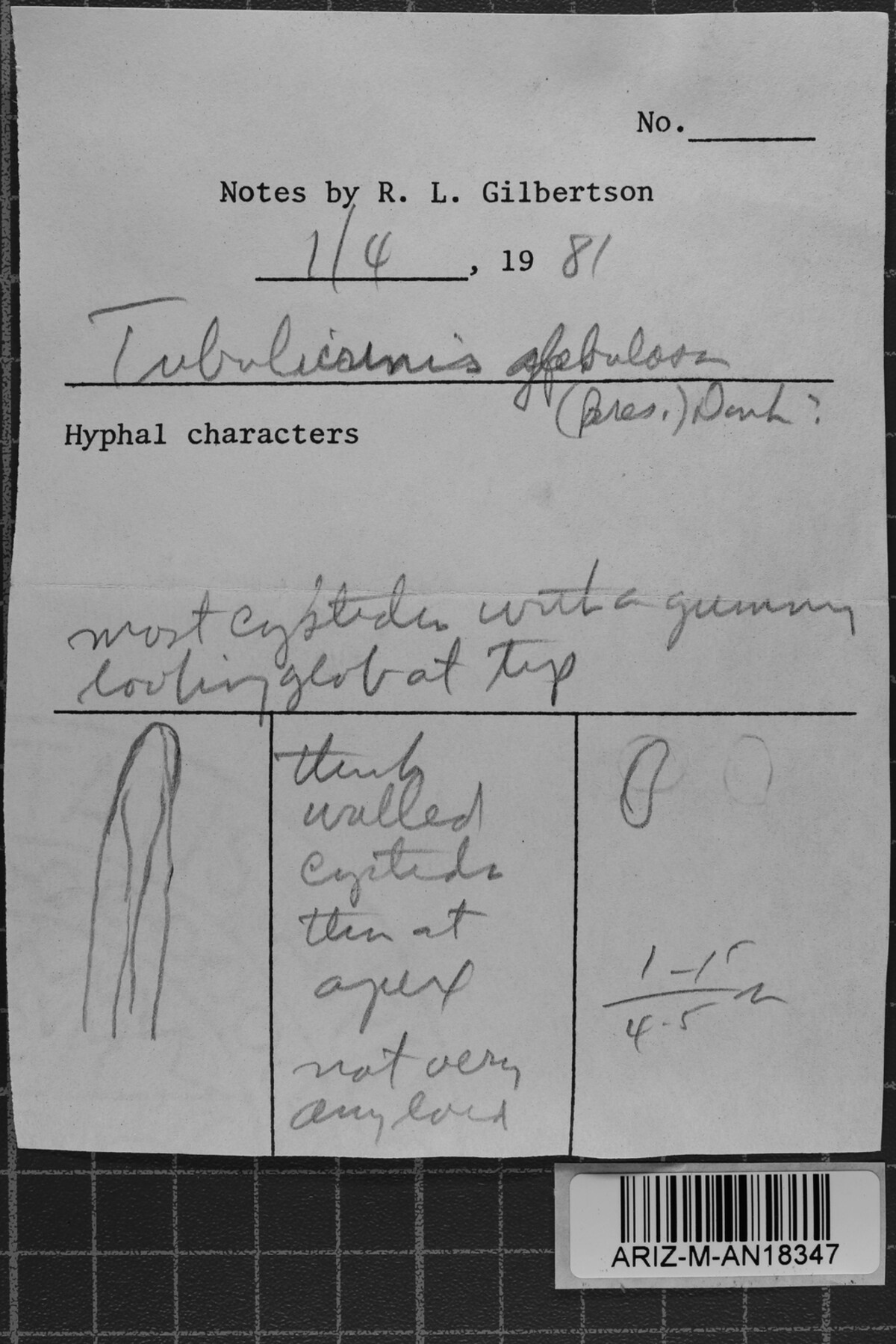 Tubulicrinis gracillimus image