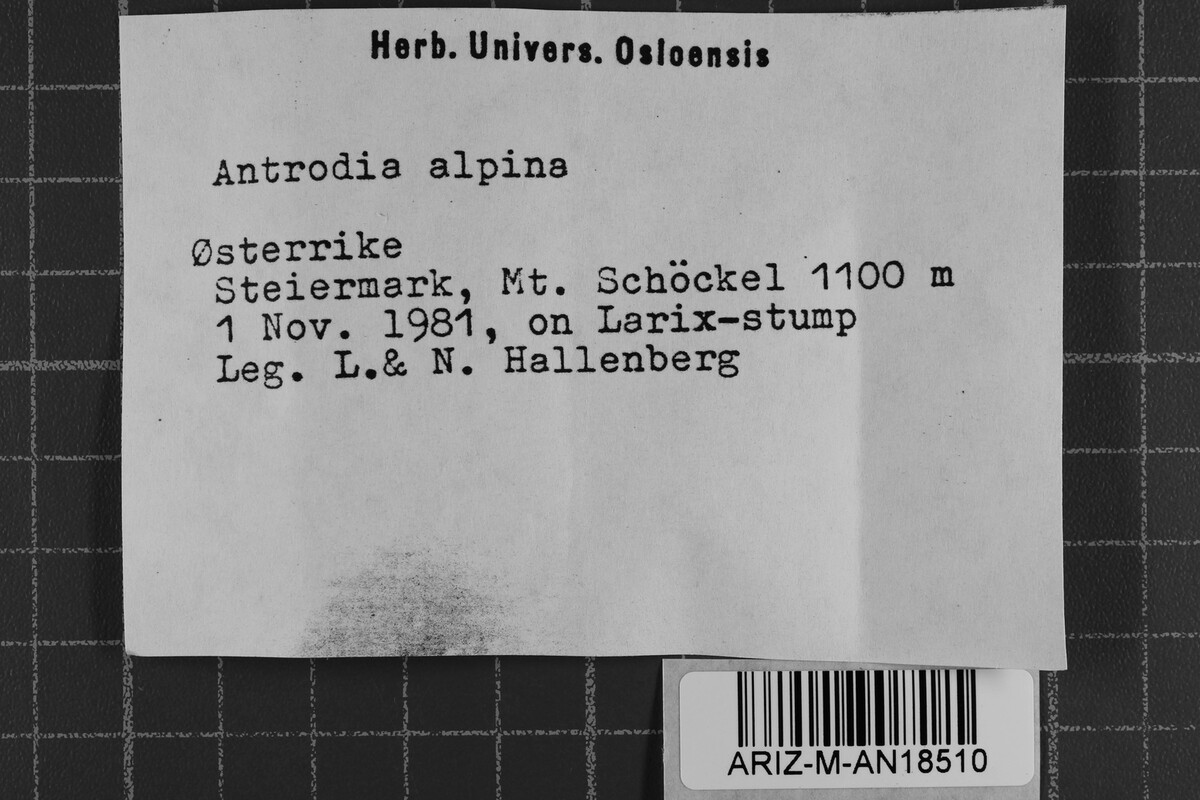Antrodia alpina image