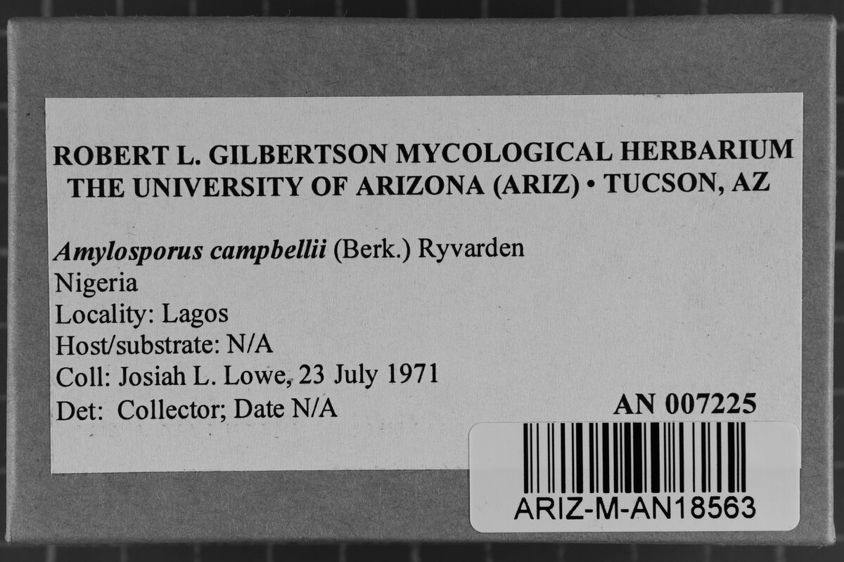Amylosporus image