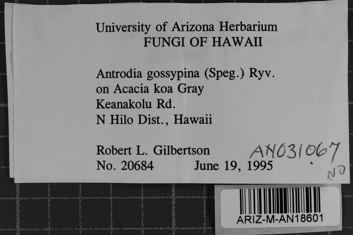 Antrodia gossypium image