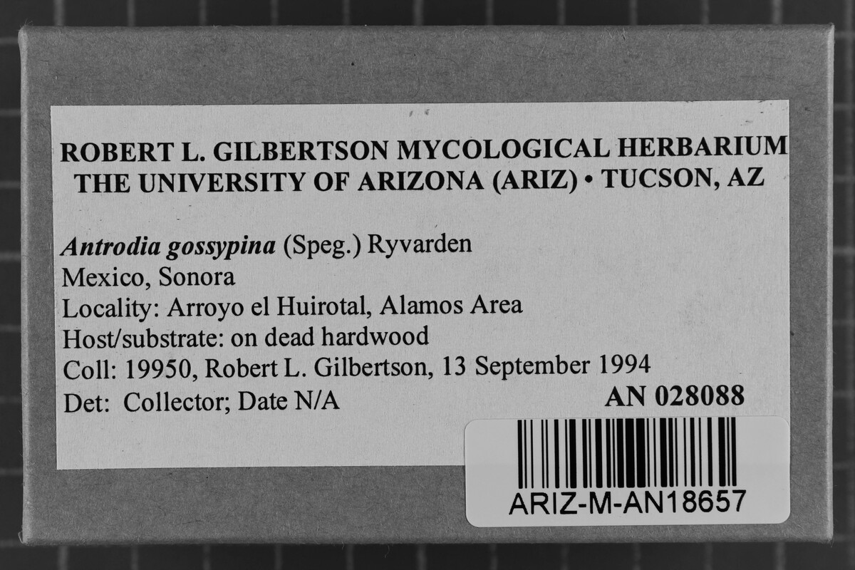 Antrodia gossypium image