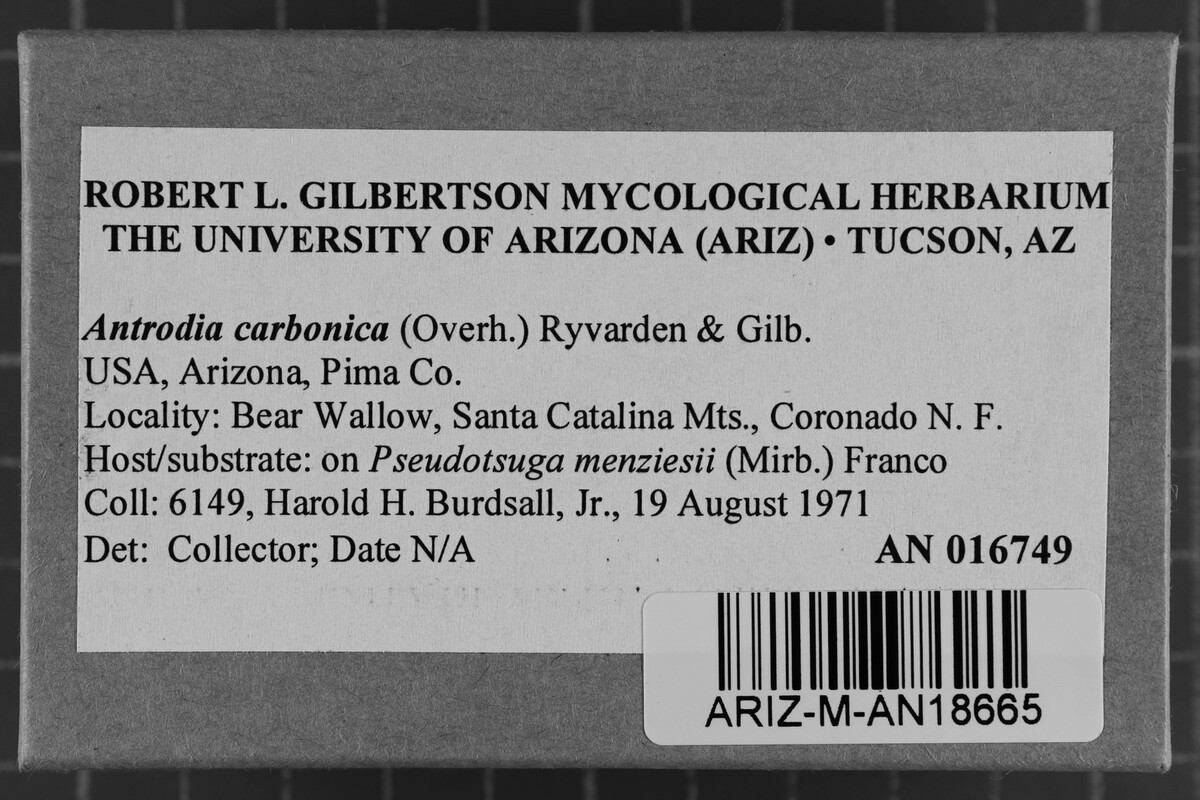 Antrodia carbonica image