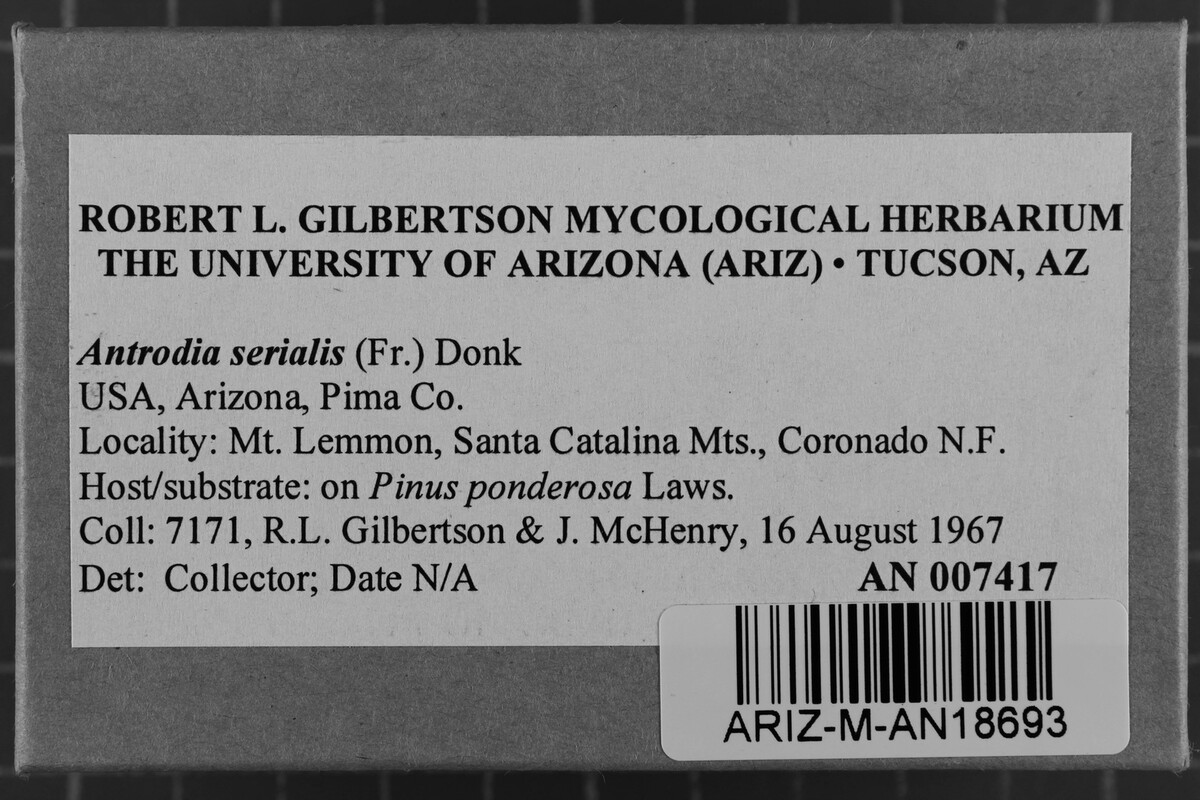 Antrodia serialis image